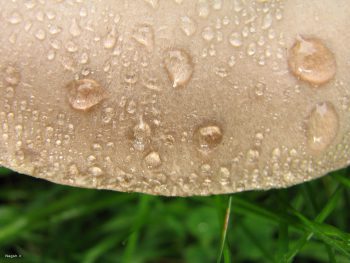 قطره های باران بر روی قارچ